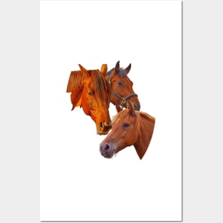 Grateful picture for horse lovers - beautiful horses Posters and Art